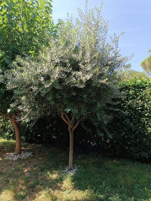 B&B Il Tulipano Como Buitenkant foto