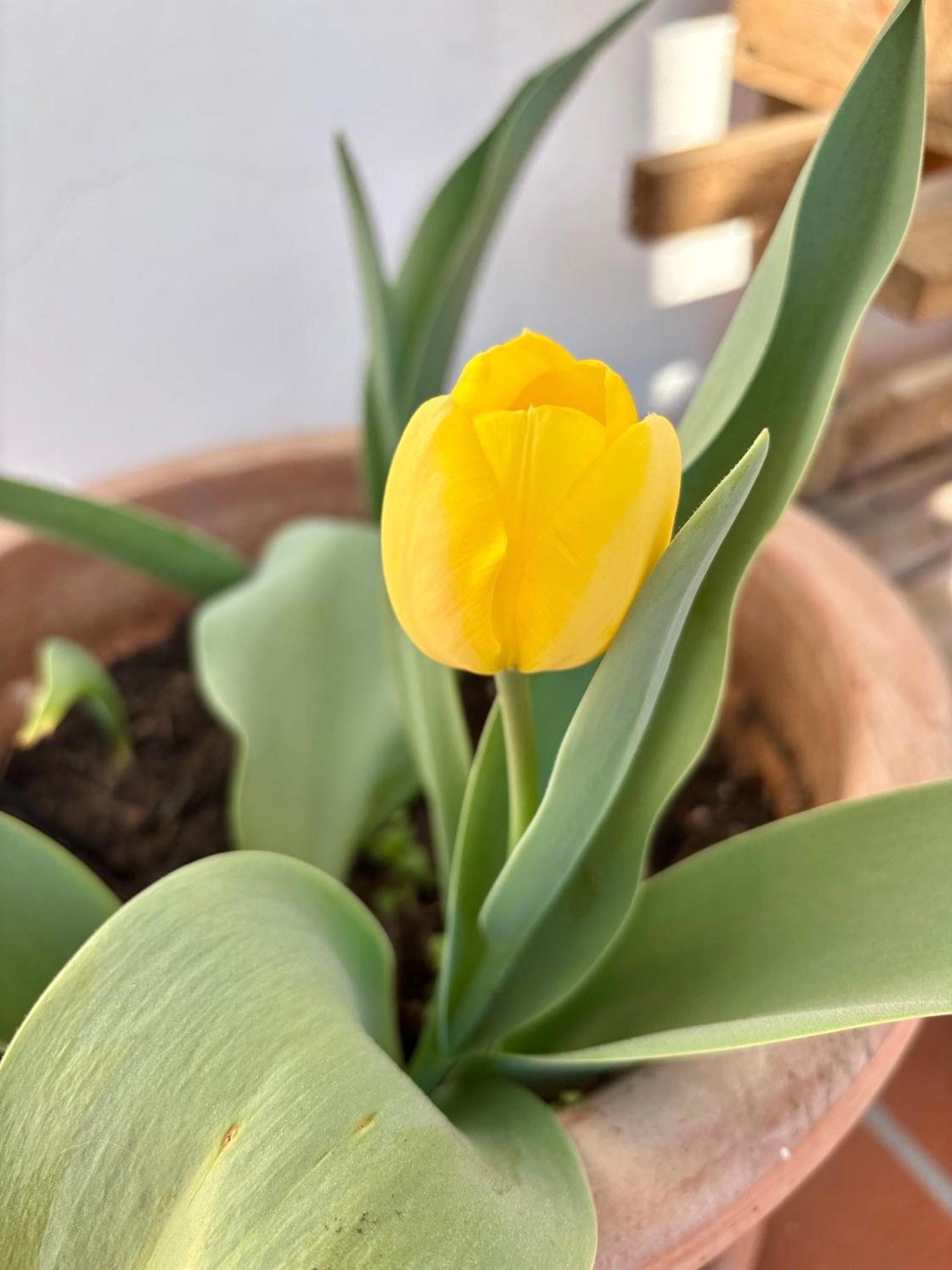 B&B Il Tulipano Como Buitenkant foto